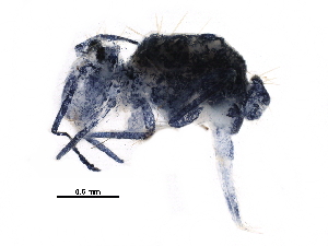  (Dicyrtoma maculosa - BIOUG27583-F10)  @14 [ ] CreativeCommons - Attribution (2016) CBG Photography Group Centre for Biodiversity Genomics
