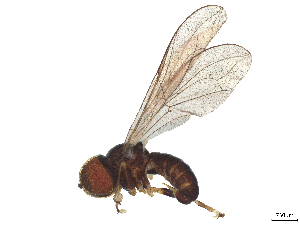  ( - BIOUG26622-H01)  @11 [ ] CreativeCommons - Attribution (2025) CBG Photography Group Centre for Biodiversity Genomics