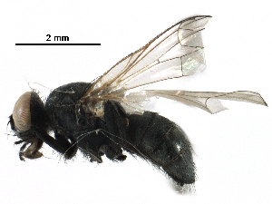  ( - BIOUG27079-C02)  @13 [ ] CreativeCommons - Attribution (2016) CBG Photography Group Centre for Biodiversity Genomics