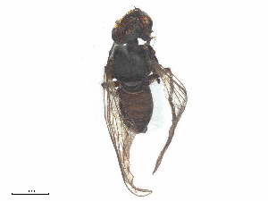  ( - BIOUG27472-G08)  @11 [ ] CreativeCommons - Attribution Share - Alike (2025) CBG Photography Group Centre for Biodiversity Genomics