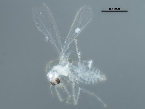  ( - BIOUG06084-H05)  @11 [ ] CreativeCommons - Attribution (2018) CBG Photography Group Centre for Biodiversity Genomics