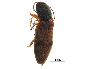  ( - BIOUG05859-D08)  @11 [ ] CreativeCommons - Attribution (2018) CBG Photography Group Centre for Biodiversity Genomics