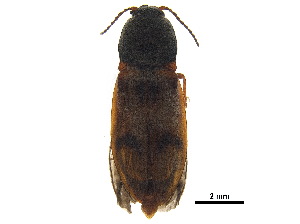  ( - BIOUG05859-D10)  @11 [ ] CreativeCommons - Attribution (2018) CBG Photography Group Centre for Biodiversity Genomics