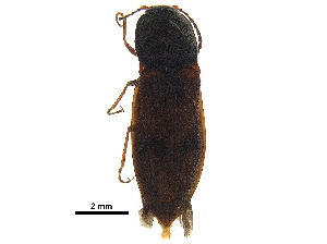  ( - BIOUG05859-D11)  @11 [ ] CreativeCommons - Attribution (2018) CBG Photography Group Centre for Biodiversity Genomics