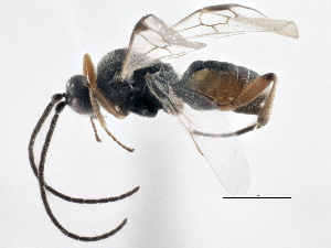  (Cotesia jft39 - BIOUG06885-G07)  @15 [ ] CreativeCommons - Attribution (2014) CBG Photography Group Centre for Biodiversity Genomics