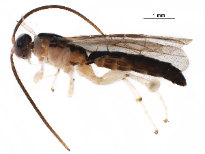  ( - BIOUG06885-C12)  @13 [ ] CreativeCommons - Attribution (2019) CBG Photography Group Centre for Biodiversity Genomics
