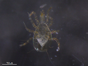  ( - BIOUG08282-C03)  @11 [ ] CreativeCommons - Attribution (2019) CBG Photography Group Centre for Biodiversity Genomics