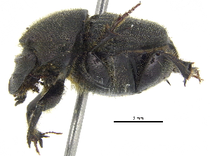  ( - BIOUG25680-C11)  @13 [ ] CreativeCommons - Attribution (2016) CBG Photography Group Centre for Biodiversity Genomics