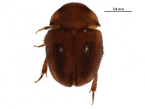  (Anogdus obsoletus - BIOUG26605-A05)  @15 [ ] CreativeCommons - Attribution (2016) CBG Photography Group Centre for Biodiversity Genomics