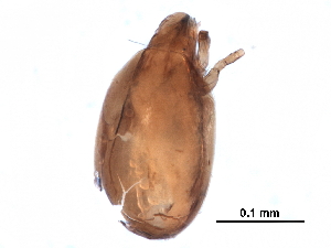  (Oripodidae - BIOUG26608-G10)  @13 [ ] CreativeCommons - Attribution (2016) CBG Photography Group Centre for Biodiversity Genomics