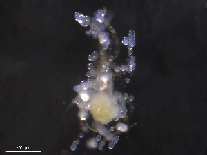  ( - BIOUG27458-E02)  @11 [ ] CreativeCommons - Attribution (2019) CBG Photography Group Centre for Biodiversity Genomics
