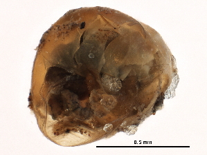  ( - BIOUG20546-B05)  @12 [ ] CreativeCommons - Attribution (2015) CBG Photography Group Centre for Biodiversity Genomics