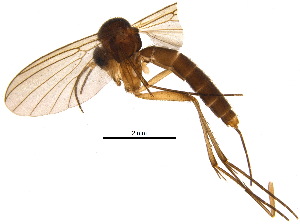  (Phronia prolongata - BIOUG21868-H06)  @14 [ ] CreativeCommons - Attribution (2015) CBG Photography Group Centre for Biodiversity Genomics