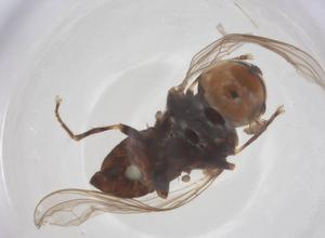  ( - BIOUG14255-H09)  @11 [ ] CreativeCommons - Attribution Share - Alike (2025) Centre for Biodiversity Genomics Centre for Biodiversity Genomics