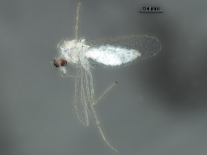  ( - BIOUG19793-C02)  @11 [ ] CreativeCommons - Attribution (2018) CBG Photography Group Centre for Biodiversity Genomics