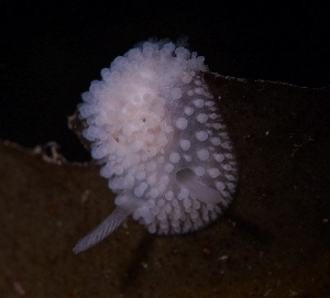  ( - 125550.1)  @11 [ ] CreativeCommons - Attribution Non-Commercial Share-Alike (2018) M. Malaquias University of Bergen, Natural History Collections