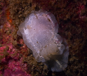  ( - 125556.1)  @11 [ ] CreativeCommons - Attribution Non-Commercial Share-Alike (2018) M. Malaquias University of Bergen, Natural History Collections