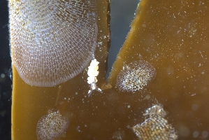  ( - 125585.1)  @11 [ ] CreativeCommons - Attribution Non-Commercial Share-Alike (2018) M. Malaquias University of Bergen, Natural History Collections