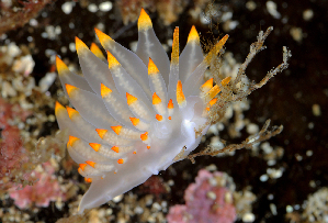  ( - 125597.1)  @11 [ ] CreativeCommons - Attribution Non-Commercial Share-Alike (2019) M. Malaquias University of Bergen, Natural History Collections