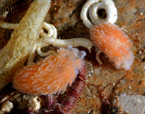  ( - 125599.1)  @11 [ ] CreativeCommons - Attribution Non-Commercial Share-Alike (2018) M. Malaquias University of Bergen, Natural History Collections