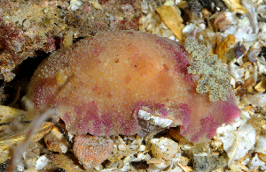  ( - 125620.1)  @11 [ ] CreativeCommons - Attribution Non-Commercial Share-Alike (2018) M. Malaquias University of Bergen, Natural History Collections