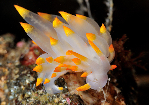  ( - 125668.1)  @11 [ ] CreativeCommons - Attribution Non-Commercial Share-Alike (2019) M. Malaquias University of Bergen, Natural History Collections
