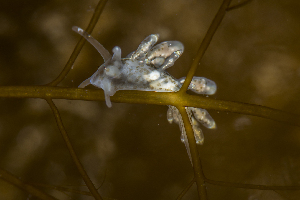 ( - 125683.1)  @11 [ ] CreativeCommons - Attribution Non-Commercial Share-Alike (2018) M. Malaquias University of Bergen, Natural History Collections