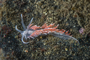  ( - 125685.1)  @11 [ ] CreativeCommons - Attribution Non-Commercial Share-Alike (2018) M. Malaquias University of Bergen, Natural History Collections