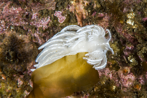  ( - 125686.1)  @11 [ ] CreativeCommons - Attribution Non-Commercial Share-Alike (2018) M. Malaquias University of Bergen, Natural History Collections