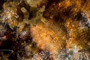  ( - 125691.1)  @11 [ ] CreativeCommons - Attribution Non-Commercial Share-Alike (2018) M. Malaquias University of Bergen, Natural History Collections