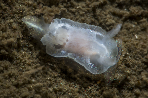  ( - 125696.1)  @11 [ ] CreativeCommons - Attribution Non-Commercial Share-Alike (2018) M. Malaquias University of Bergen, Natural History Collections