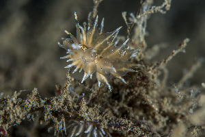  ( - 125701.1)  @11 [ ] CreativeCommons - Attribution Non-Commercial Share-Alike (2018) M. Malaquias University of Bergen, Natural History Collections
