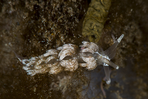 ( - 125720.1)  @11 [ ] CreativeCommons - Attribution Non-Commercial Share-Alike (2018) M. Malaquias University of Bergen, Natural History Collections