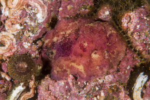  ( - 125721.1)  @11 [ ] CreativeCommons - Attribution Non-Commercial Share-Alike (2018) M. Malaquias University of Bergen, Natural History Collections