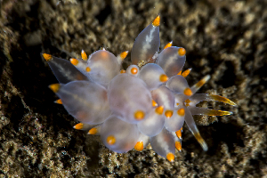  ( - 125728.1)  @11 [ ] CreativeCommons - Attribution Non-Commercial Share-Alike (2018) M. Malaquias University of Bergen, Natural History Collections