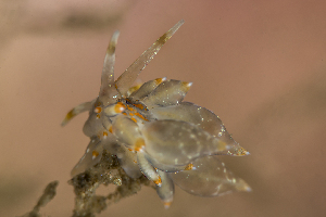  ( - 125730.1)  @11 [ ] CreativeCommons - Attribution Non-Commercial Share-Alike (2018) M. Malaquias University of Bergen, Natural History Collections