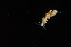  ( - 125930.1)  @11 [ ] CreativeCommons - Attribution Non-Commercial Share-Alike (2018) M. Malaquias University of Bergen, Natural History Collections