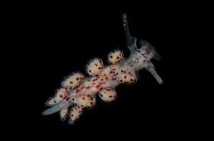  ( - 125964.1)  @11 [ ] CreativeCommons - Attribution Non-Commercial Share-Alike (2018) M. Malaquias University of Bergen, Natural History Collections