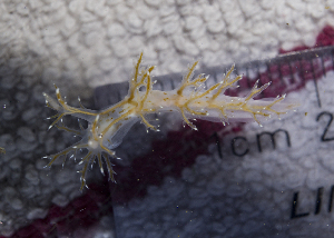  ( - 126008.1)  @11 [ ] CreativeCommons - Attribution Non-Commercial Share-Alike (2018) M. Malaquias University of Bergen, Natural History Collections