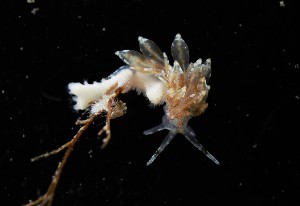  ( - 126015.1)  @11 [ ] CreativeCommons - Attribution Non-Commercial Share-Alike (2018) M. Malaquias University of Bergen, Natural History Collections