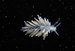  ( - 126016.1)  @11 [ ] CreativeCommons - Attribution Non-Commercial Share-Alike (2018) M. Malaquias University of Bergen, Natural History Collections
