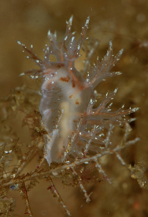  ( - 126033.1)  @11 [ ] CreativeCommons - Attribution Non-Commercial Share-Alike (2018) M. Malaquias University of Bergen, Natural History Collections