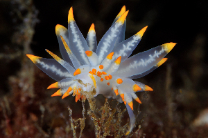  ( - 126039.1)  @11 [ ] CreativeCommons - Attribution Non-Commercial Share-Alike (2018) M. Malaquias University of Bergen, Natural History Collections