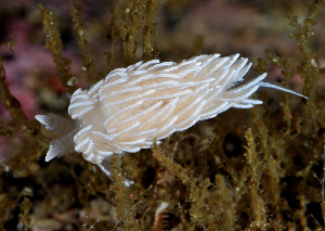  ( - 126041.1)  @11 [ ] CreativeCommons - Attribution Non-Commercial Share-Alike (2018) M. Malaquias University of Bergen, Natural History Collections
