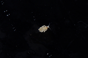  ( - 127495.1)  @11 [ ] CreativeCommons - Attribution Non-Commercial Share-Alike (2019) M. Malaquias University of Bergen, Natural History Collections