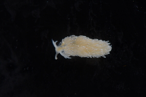  ( - 127498.1)  @11 [ ] CreativeCommons - Attribution Non-Commercial Share-Alike (2019) M. Malaquias University of Bergen, Natural History Collections