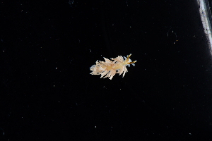  ( - 127506.1)  @11 [ ] CreativeCommons - Attribution Non-Commercial Share-Alike (2019) M. Malaquias University of Bergen, Natural History Collections