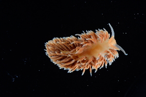  ( - 127545.1)  @11 [ ] CreativeCommons - Attribution Non-Commercial Share-Alike (2019) M. Malaquias University of Bergen, Natural History Collections