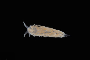  ( - 127576.1)  @11 [ ] CreativeCommons - Attribution Non-Commercial Share-Alike (2019) M. Malaquias University of Bergen, Natural History Collections