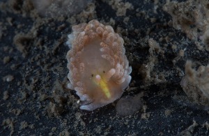  ( - 127594.1)  @11 [ ] CreativeCommons - Attribution Non-Commercial Share-Alike (2019) M. Malaquias University of Bergen, Natural History Collections